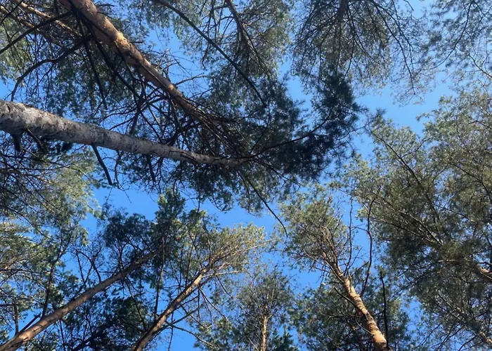 Lasownia Dom Sojka Tatil Evi *