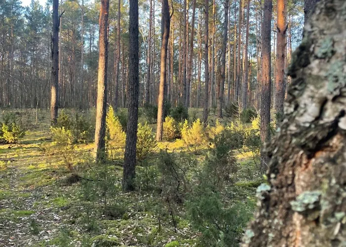 Lasownia Dom Sojka Tatil Evi *